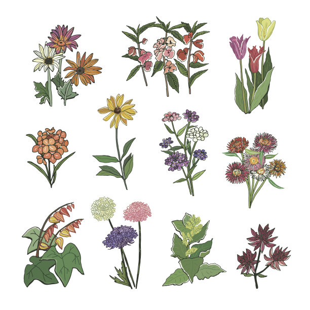 花园花矢量手绘插图集图片下载