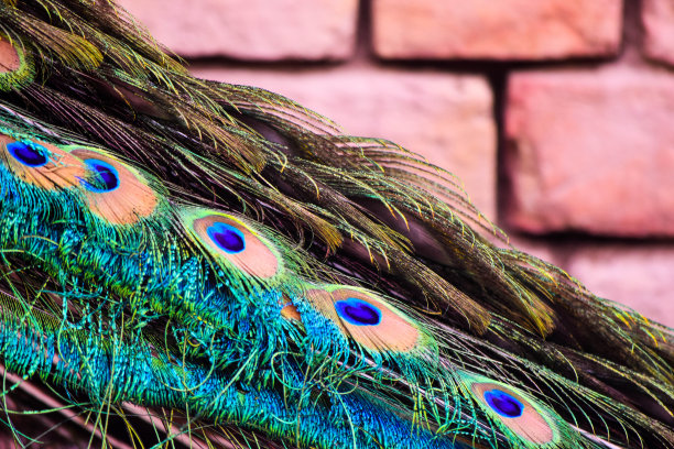 以孔雀为背景，让自己与众不同图片下载