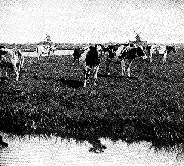 19世纪荷兰农村的牛群图片下载