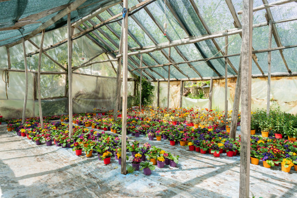 老式玻璃温室中的花卉幼苗图片下载