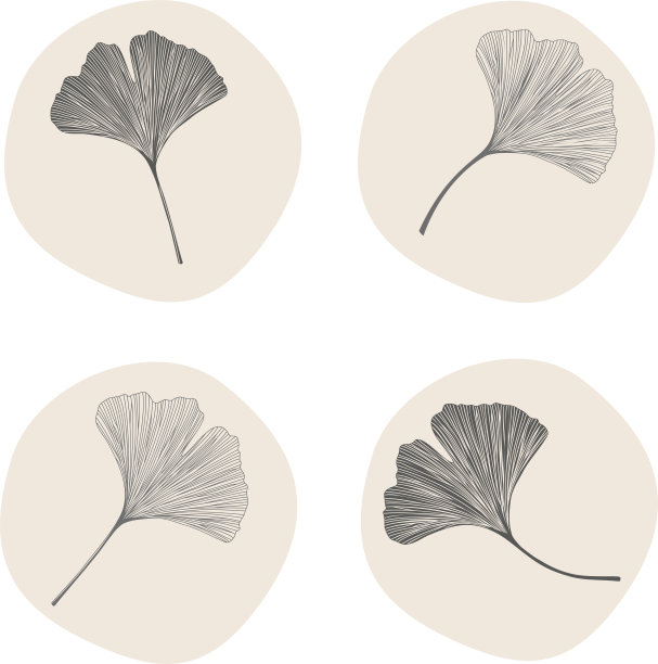 银杏叶的简单绘图图片下载