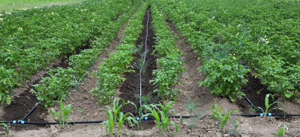 种植土豆时的滴灌图片下载