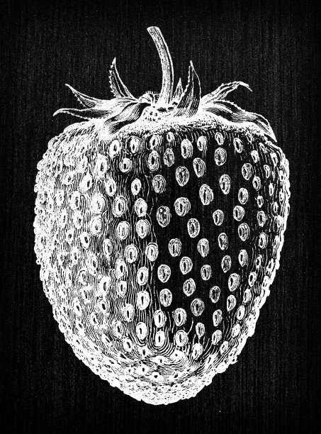 植物学蔬菜植物仿古雕刻插图:草莓图片下载