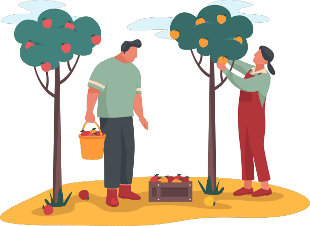 园丁们摘苹果或采摘成熟的作物图片下载