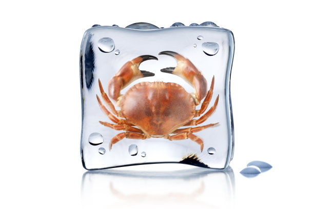 冻在冰块里的螃蟹图片下载