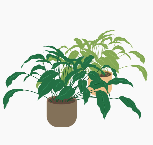 室内盆栽植物泪滴叶粉红色绿色花盆图片下载