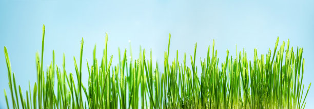 带有复制空间和选择性聚焦的蓝色背景湿草的微距照片图片下载