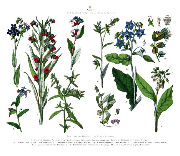 古董雕刻，观赏植物，植物王国，维多利亚植物插图，大约1853年图片下载