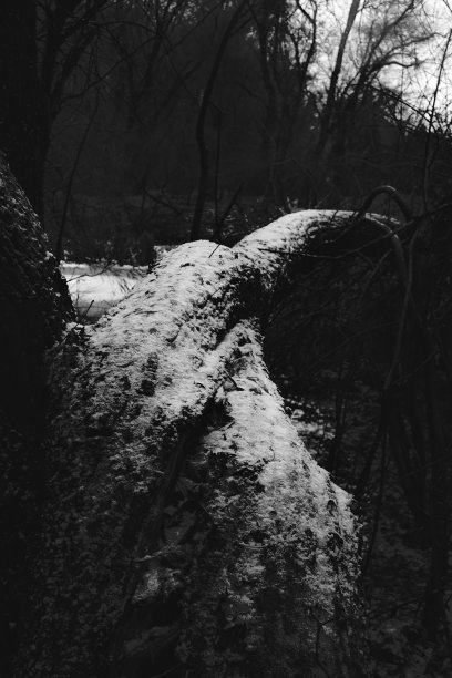 幽暗的森林，黑白相间，黑色的金属森林图片下载