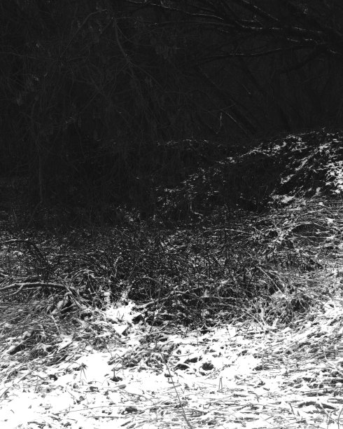幽暗的森林，黑白相间，黑色的金属森林图片下载