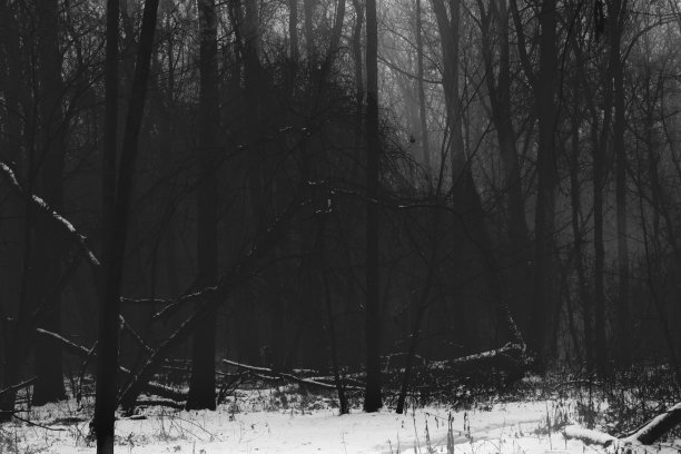幽暗的森林，黑白相间，黑色的金属森林图片下载