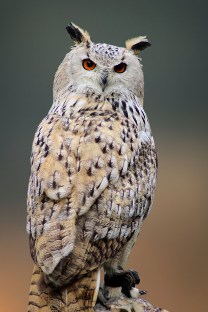 长着滑稽眼睛的猫头鹰在树上。图片下载