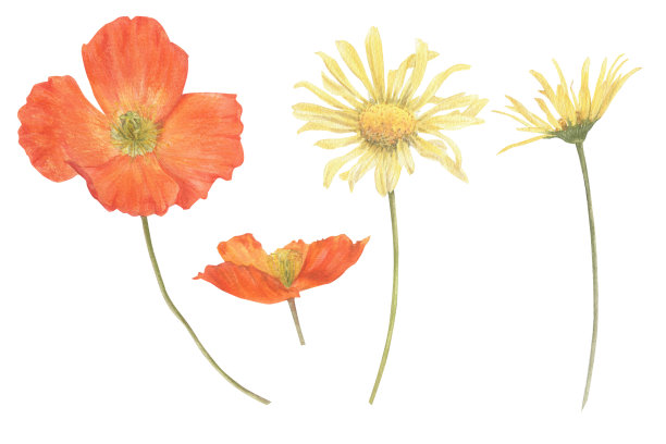 一套夏天的花手绘水彩画。图片下载