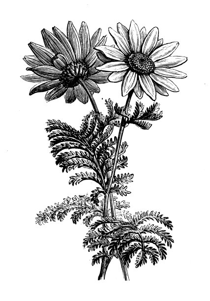 古代植物学插图:玫瑰除虫菊，现为菊花或tanaceum图片下载