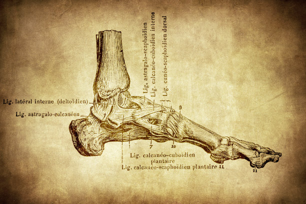 脚部关节内侧的韧带图片下载