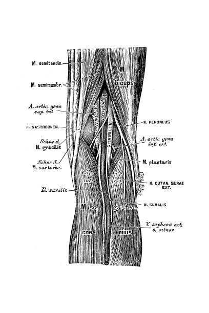 腿动脉的地形解剖图片下载