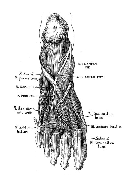足部神经与肌肉图片下载