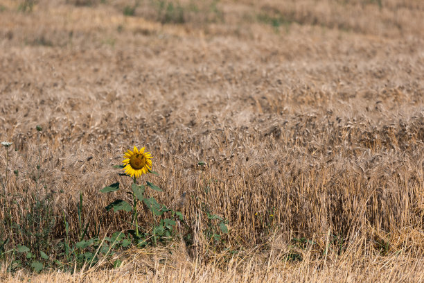 向日葵的麦田景观。图片下载