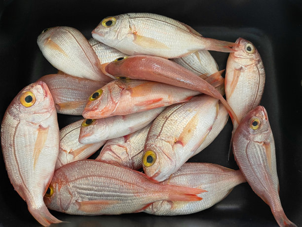 鲷鱼。孤立。平的。图片下载