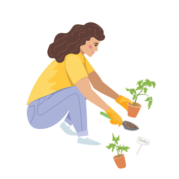 一位妇女在透明的背景上种植番茄苗图片下载