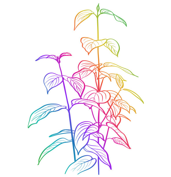 春季植物宽叶彩虹图片下载