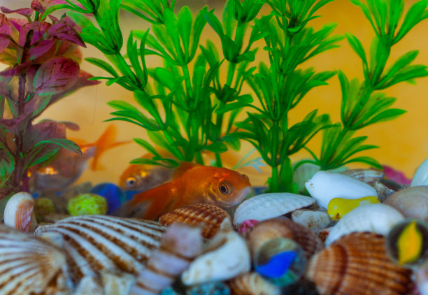 金鱼，水族，一种以鱼为背景的水生植物。图片下载