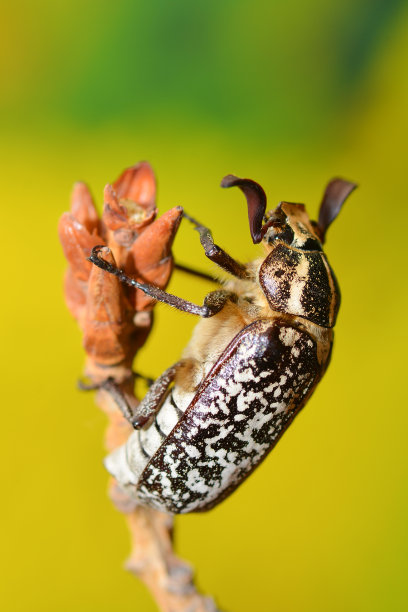 多叶植物，稻草上的甲虫图片下载