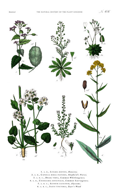 古董植物雕刻，植物王国的历史，维多利亚植物插图，板66，大约1853年图片下载