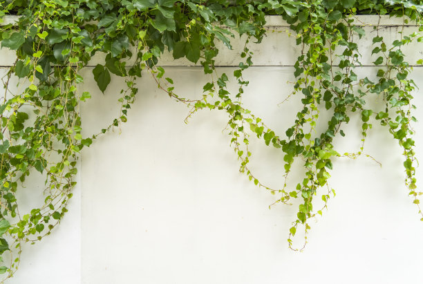 常春藤叶孤立于白色上图片下载