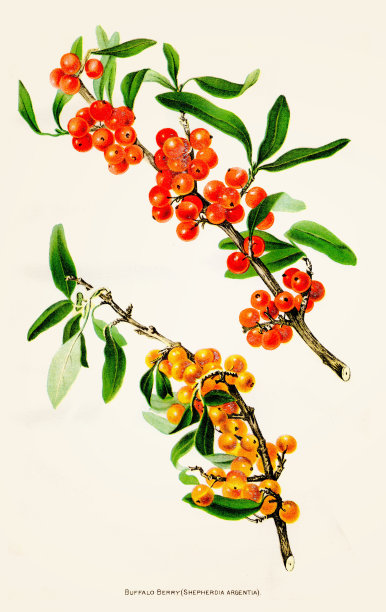 贝瑞插图1892图片下载