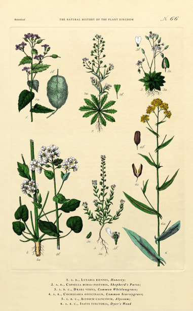 《植物王国的历史》，维多利亚植物插图，66号版，大约1853年图片下载