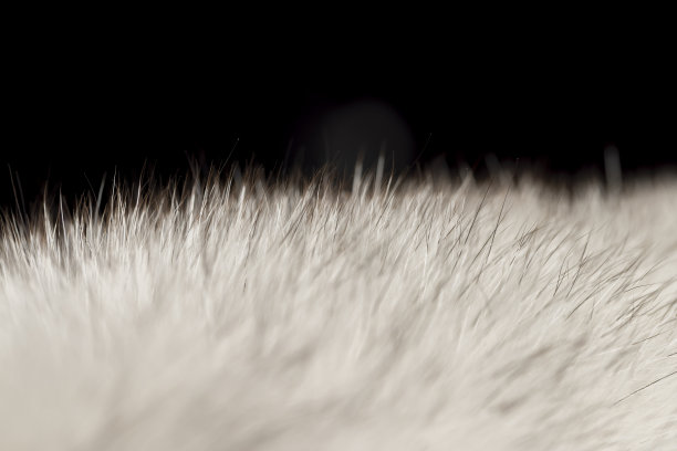 用于制作服装的北极狐皮毛特写图片下载