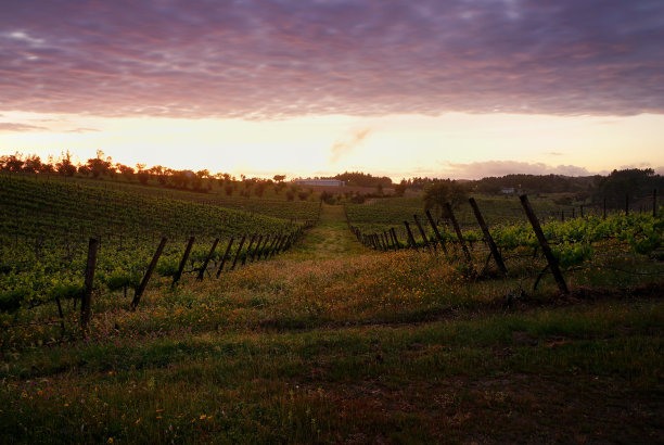 五彩缤纷的天空在葡萄园，萨多尔，阿布兰特斯，葡萄牙图片下载