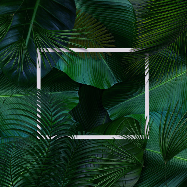 绿色树叶图案与白色框架的自然概念，热带树叶树纹理的背景图片下载