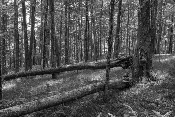 在春天的一天跋涉到荒野图片下载