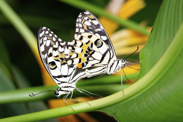 蝴蝶交配——动物行为。图片下载