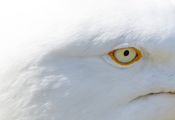 汉普顿悬崖上的银鸥图片下载