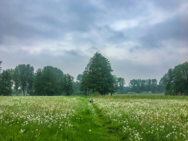 田野里的边境牧羊犬图片下载