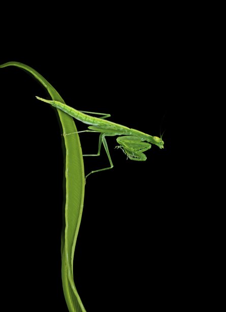 螳螂在曲线蕨叶上的动物行为。图片下载