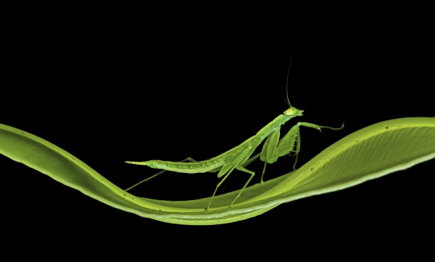 螳螂在曲线蕨叶上的动物行为。图片下载