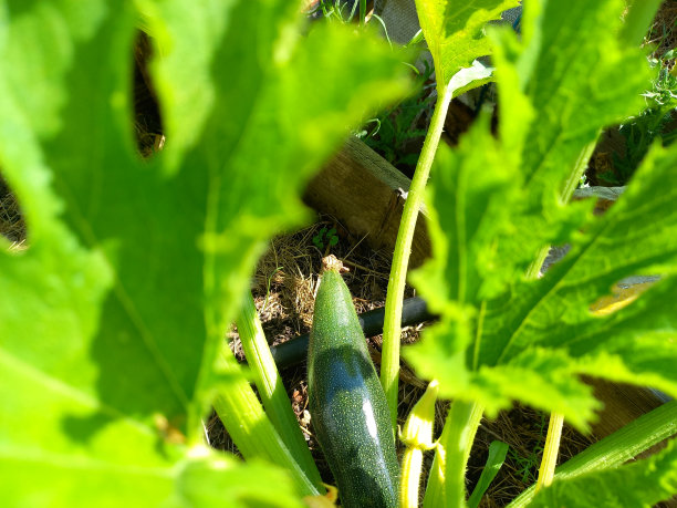 西葫芦植物特写，深绿色的果实几乎成熟，准备收获图片下载