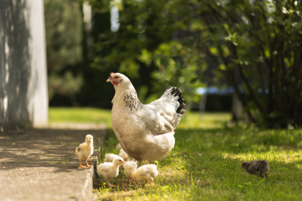 农村院子里的家禽。母鸡和小鸡在村里的草地上晒照片。图片下载
