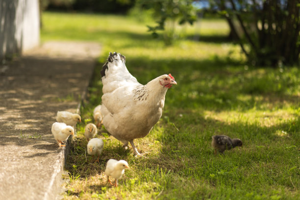 农村院子里的家禽。母鸡和小鸡在村里的草地上晒照片。图片下载