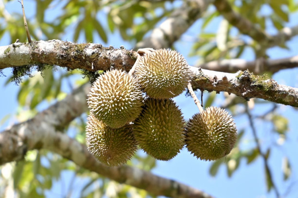 榴莲在树上图片下载