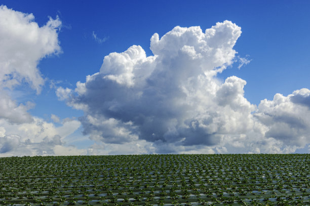 多云天空下的草莓幼苗地图片下载