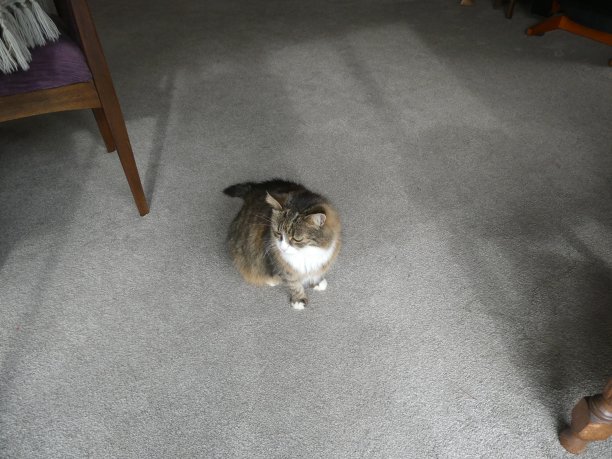 猫坐在地毯地板上图片下载