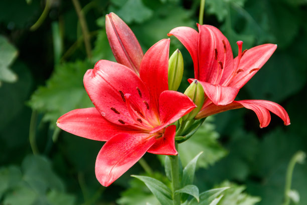 花园花坛里的东方百合图片下载