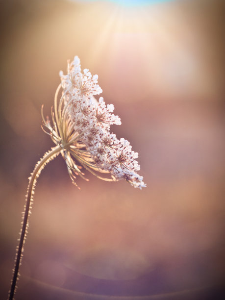 Wildcarrot图片下载