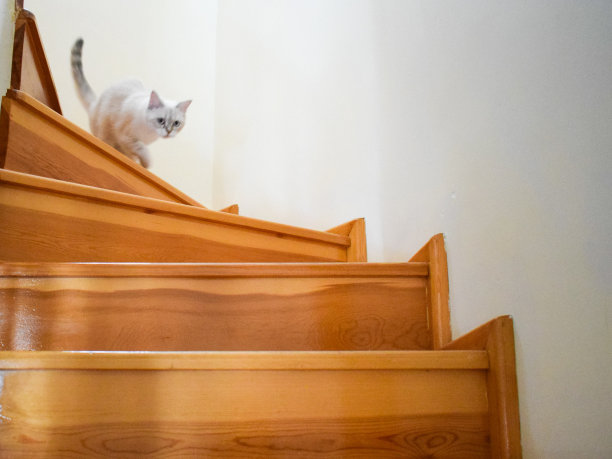 最可爱的苏格兰直男图片下载