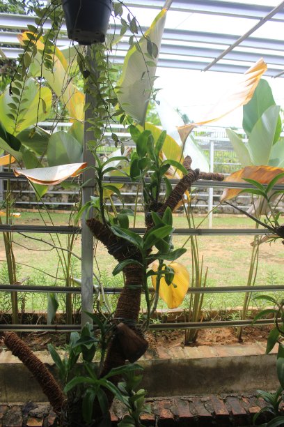 兰花花园图片下载